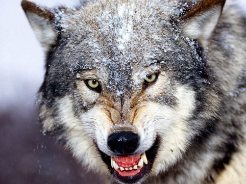 Canavarlar mal-qaraya hücum edərək qoyunları parçalayıb - FOTO