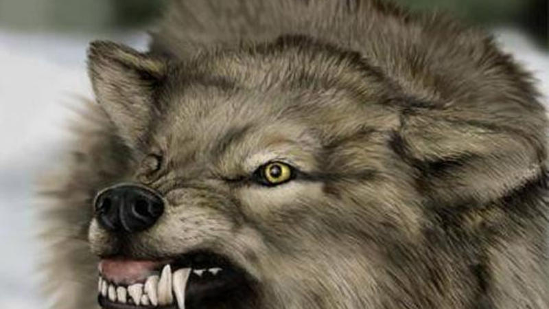 Goranboyda canavarlar kəndlərə hücum etdi, işçi qrup yaradıldı