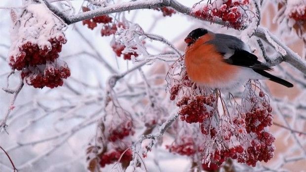 Bu gecə Kiçik çillə bitir