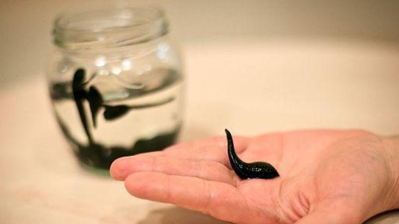 Azərbaycanda yeni heyvan növləri aşkar edildi