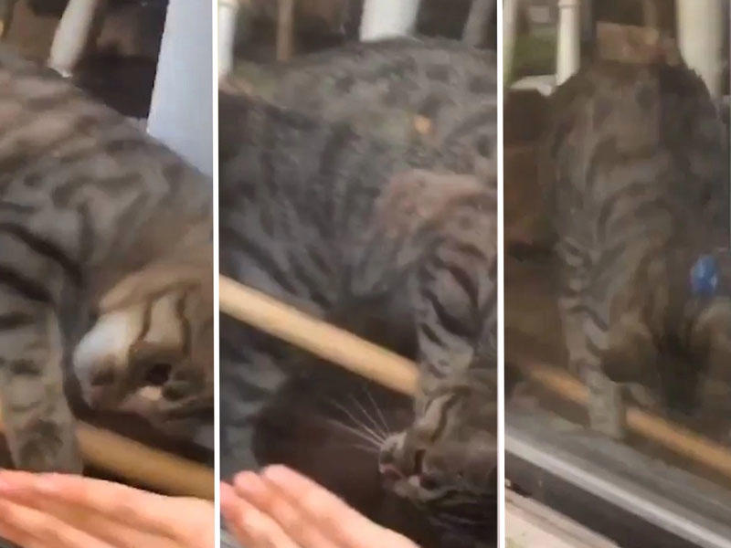 Pişik bağlı qapı arxasında qalan sahibinə belə kömək etdi - VİDEO