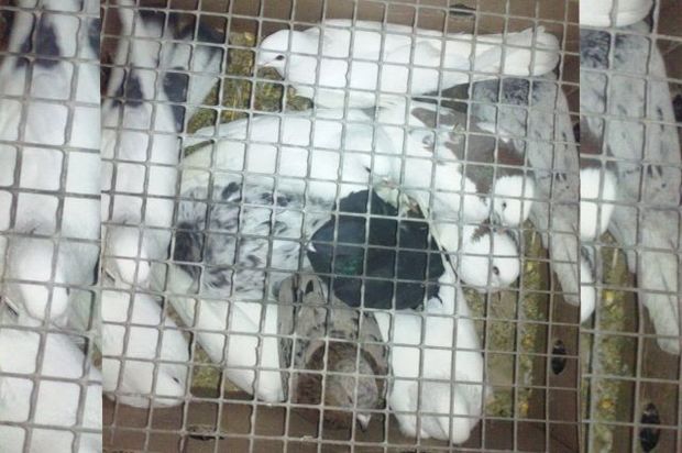 Azərbaycandan Rusiyaya qanunsuz göyərçin keçirmək istədilər