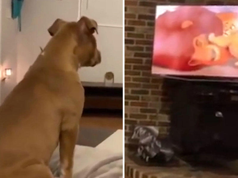 TV-yə baxan it cizgi filminin təsirli səhnəsində