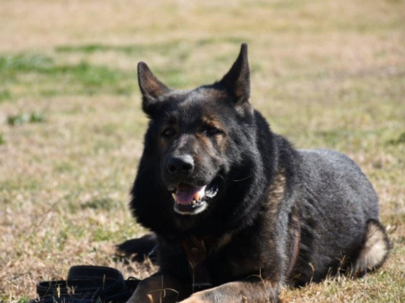 Azərbaycandan 12 ölkəyə axtarış itləri göndərilib - Birinin qiyməti 15 min avrodur - FOTO