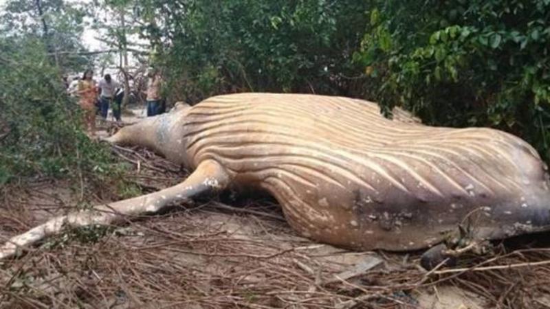 Meşədə balina tapıldı - QƏRİBƏ HADİSƏ