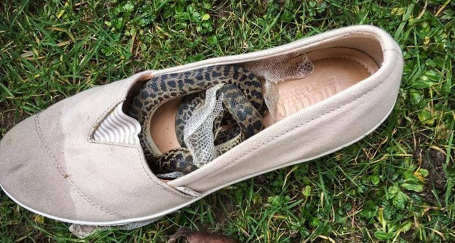 İlan təyyarədə sərnişinin ayaqqabısında bütün dünyanı fırlandı