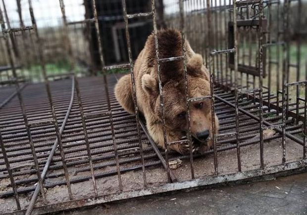 Qubalı kişi həyətində ayı saxlayırmış - FOTO