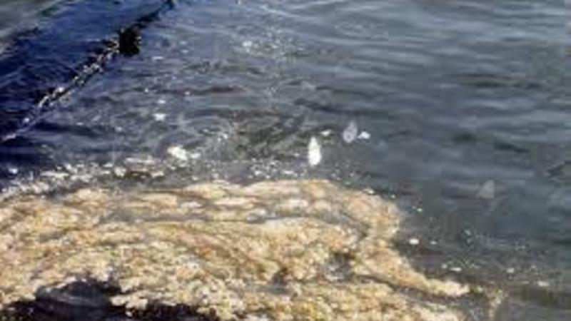 Xəzəri ən çox çirkləndirən səbəb açıqlandı