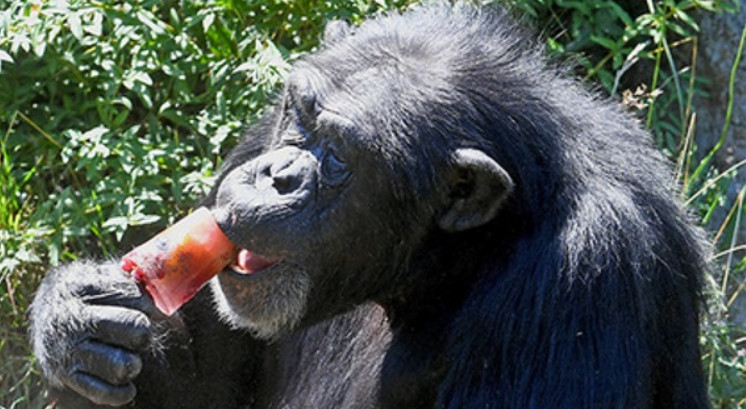 Şimpanzelərin bizə məlum olmayan sivilizasiyası varmış