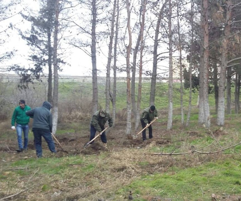 На автомагистрали Баку-Сумгайыт высажено около 100 деревьев