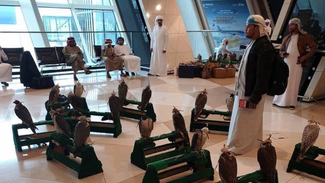 Ərəblər Bakı aeroportuna ov quşları ilə gəldi - FOTO