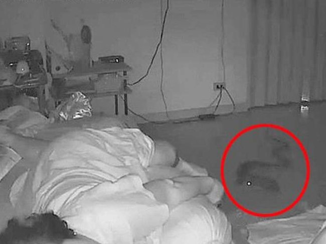 Piton sakitcə otağa girdi - Nəhəng ilan yuxuda olan xanıma baxın nə etdi / VİDEO