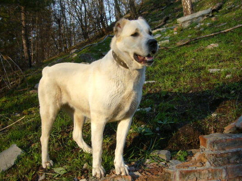 Qurdbasar cinsləri fermerlərə yardım edəcək - FOTO