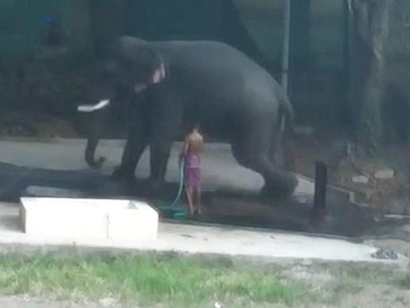 Şok kadrlar: fil onu döyən sahibinin üstünə oturdu - VİDEO - FOTO