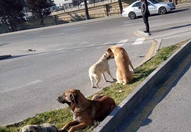“20 Yanvar”Da Küçə Itləri Onları Çəkmək Istəyən Qıza Hücum Etdi – QORXULU VİDEO – FOTOLAR