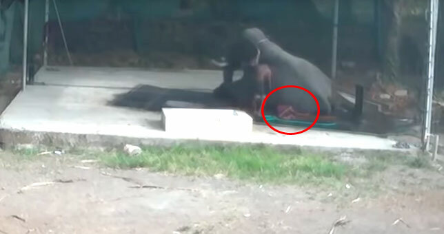 Fil nəzarətçini tapdalayıb öldürdü – Video