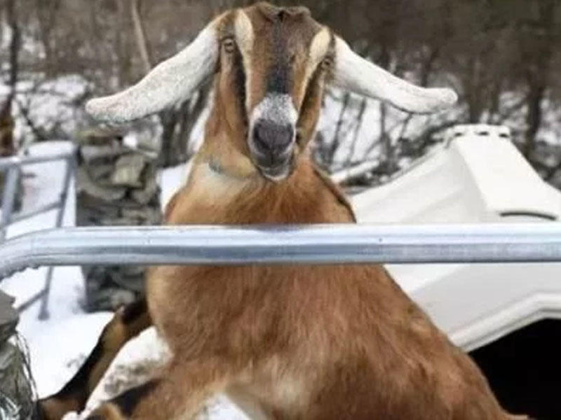 Keçi bələdiyyə sədri seçildi