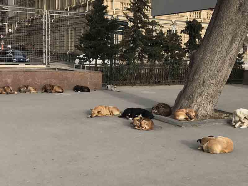 Şok kadrlar: Bakının mərkəzində 