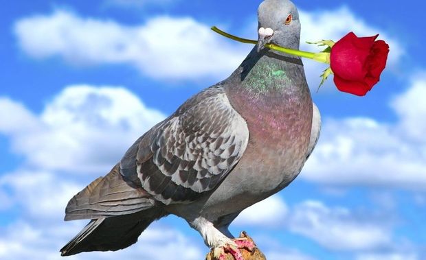 Poçt göyərçini fantastik qiymətə satıldı - FOTO