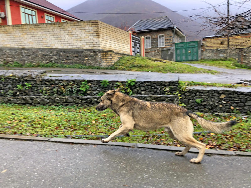 ABŞ-da it öz həyatı bahasına sahiblərini xilas edib