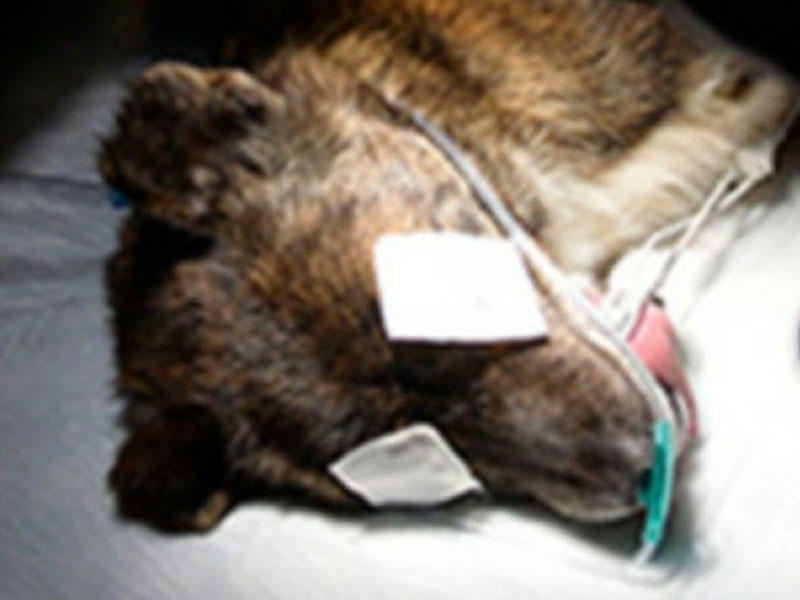 Türkiyədə it üzərində katarakta əməliyyatı icra olunub