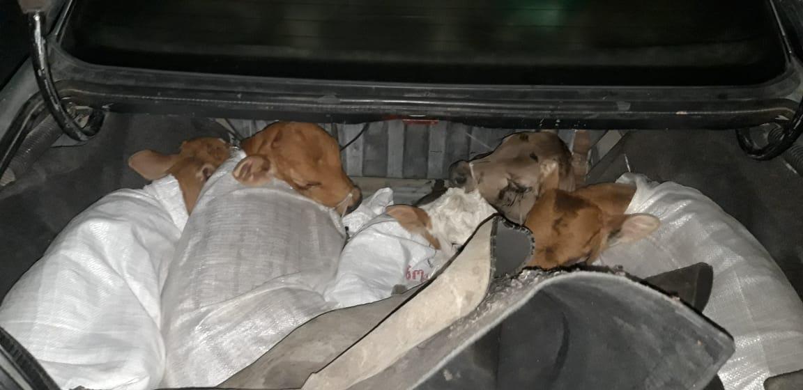 ГТК Азербайджана выявил попытку контрабандного провоза животных