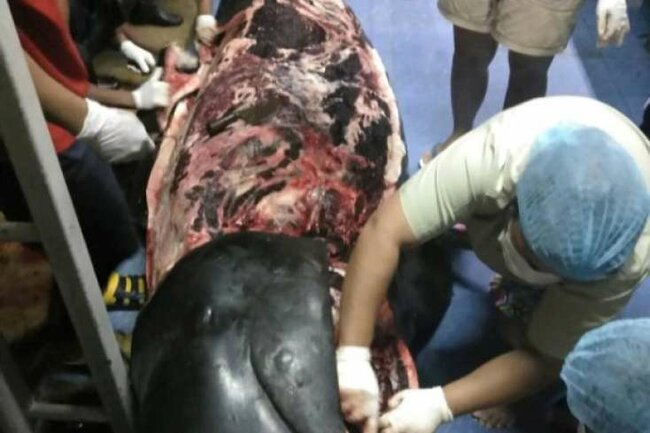 Balinanın mədəsindən çıxanlar hər kəsi şoka saldı - VİDEO