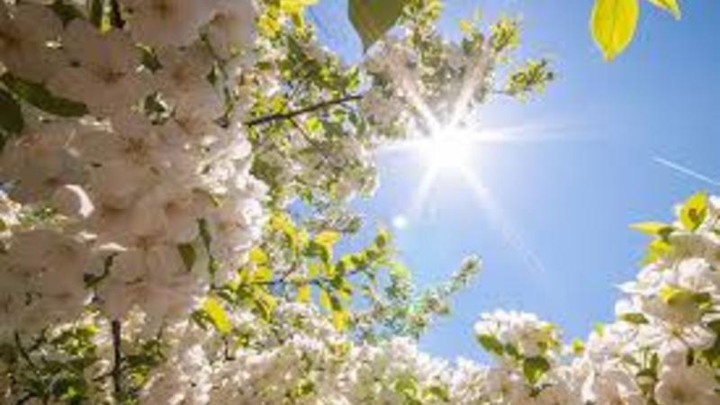 Завтра в Азербайджане будет до 20 градусов тепла