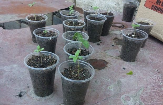 Ağdaş sakini dibçəkdə narkotik yetişdirirmiş - FOTO