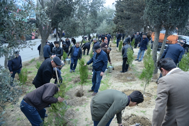 Nəsimi rayonunda ağacəkmə aksiyası keçirilib