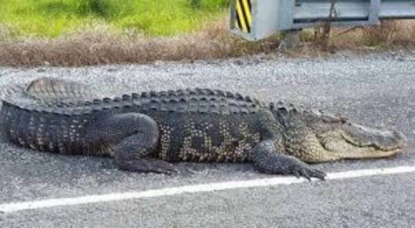 Timsahın qorxusundan soyuducuda gizləndi, ayağını itirdi