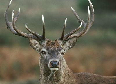 В Австралии домашний олень убил хозяина