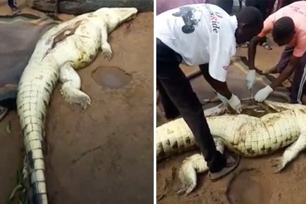 Şok: İtkin düşən uşağın cəsədinin qalıqları timsahın qarnından çıxdı (+18 FOTO )