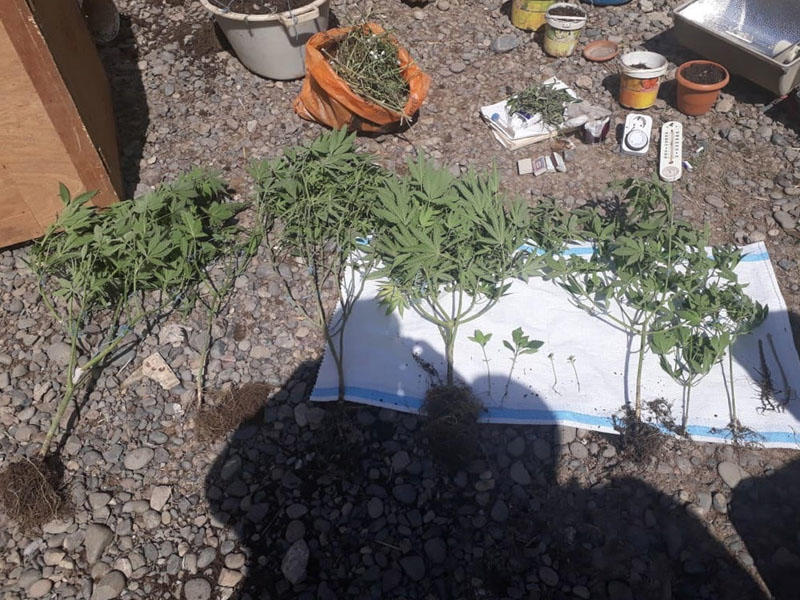 Evində narkotik bitki əkib-becərən Şəki sakini saxlanıldı