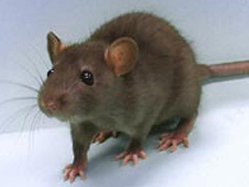 Yevlaxda 34 yaşlı kişinin dodaqlarını siçan dişlədi