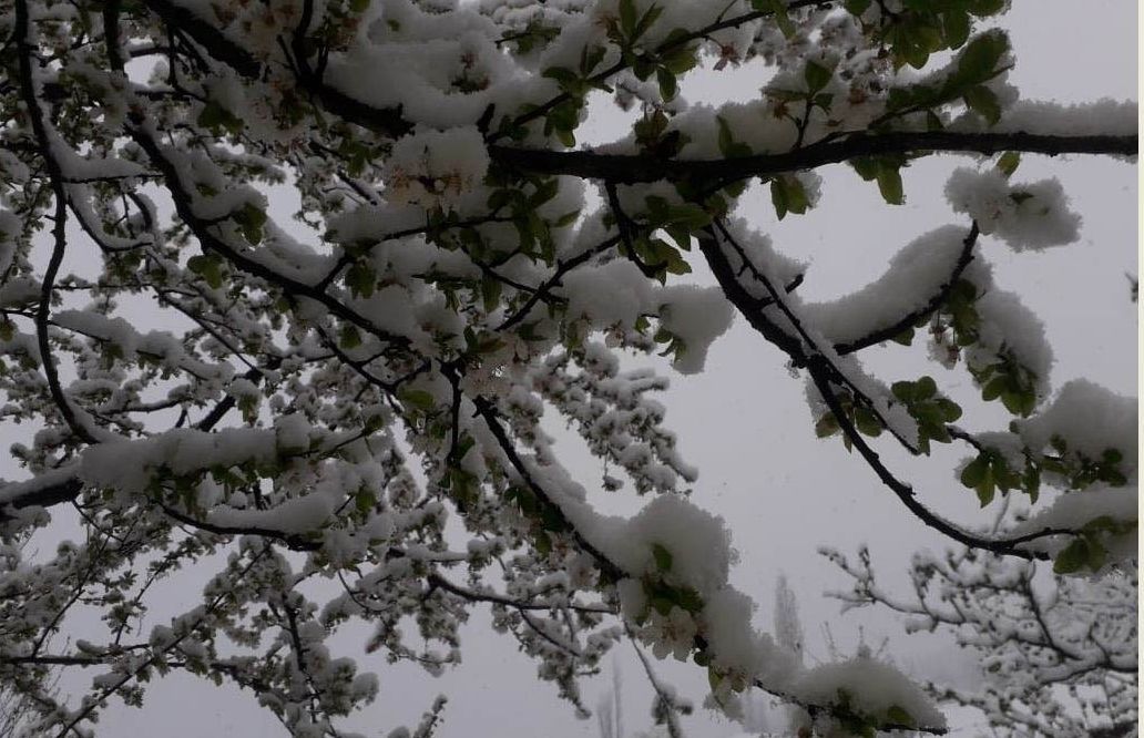 В Губе выпал снег - ФОТО