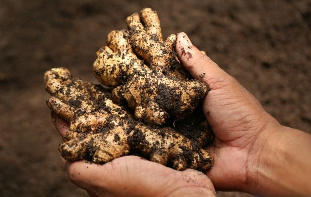 Bu şəxslərə zəncəfil yemək QƏTİYYƏN OLMAZ! / Video