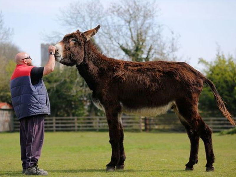 Bu heyvanı görənlər heyrətə düşür - FOTO