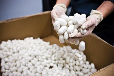 Азербайджан закупил в Китае грены высокопродуктивного тутового шелкопряда (ФОТО)