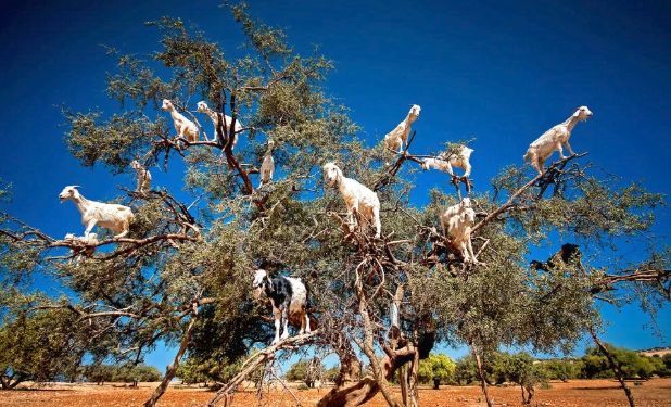 Популярная достопримечательность оказалась подделкой - ФОТО