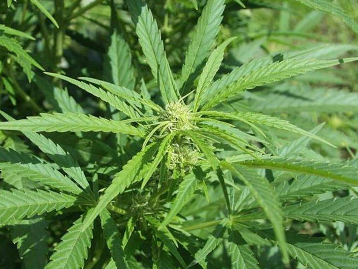 Balakəndə qadının evində narkotik vasitələr aşkarlanıb