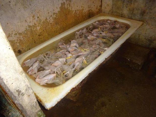 Satılan toyuqlardan bəzilərinin saxlanıldığı yer: natəmiz vanna, çirkli su - FOTO