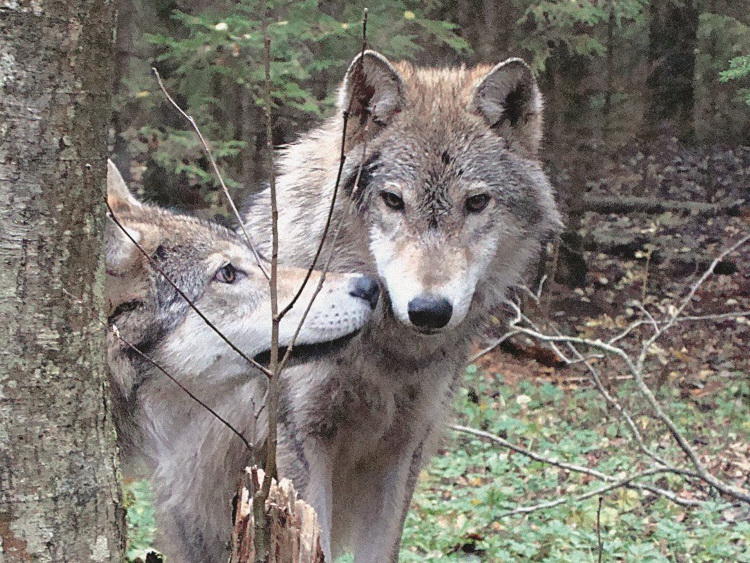 Нападение волков в Азербайджане, растерзаны десятки овец