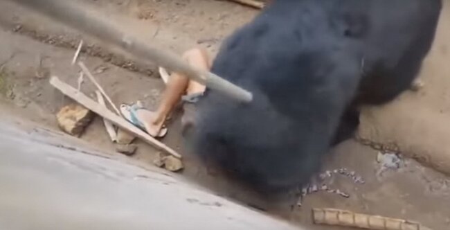 Ayı qəfəsə girən oğlanı belə parçaladı - ÜRƏYİ ZƏİF OLANLAR BAXMASIN (+18 fotolar)