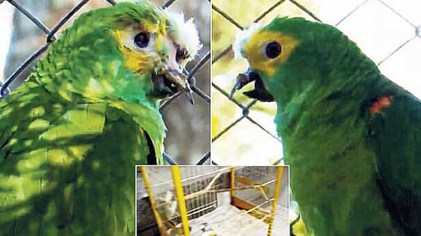 Narkotik satıcısı ilə birlikdə yaşayan tutuquşunun başına gələnlər hər kəsi şok etdi - FOTO