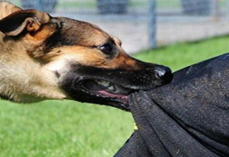 Ucarda 11 yaşlı oğlanı it dişləyib