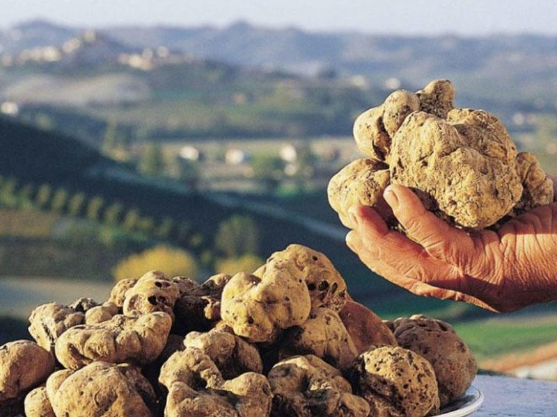 Şahların yeməyi DOMBALAN - Ən bahalı göbələkdən RESEPT