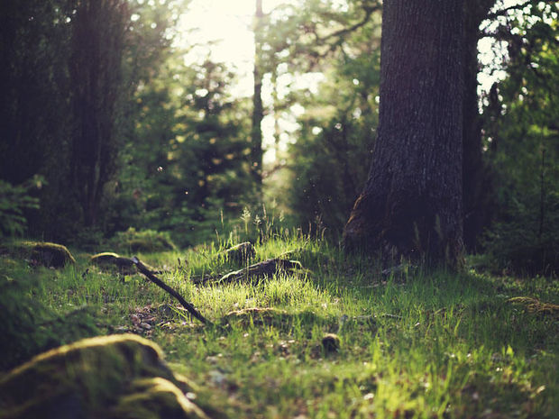 Azərbaycanda meşələr yanğından bu üsulla mühafizə olunacaq