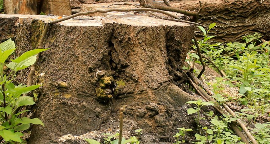 В Баку за ночь было срублено 130 деревьев – ВИДЕО