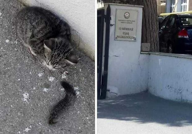 Quyruğu kəsilmiş pişik xilas edildi – YENİLƏNİB + FOTO/VİDEO